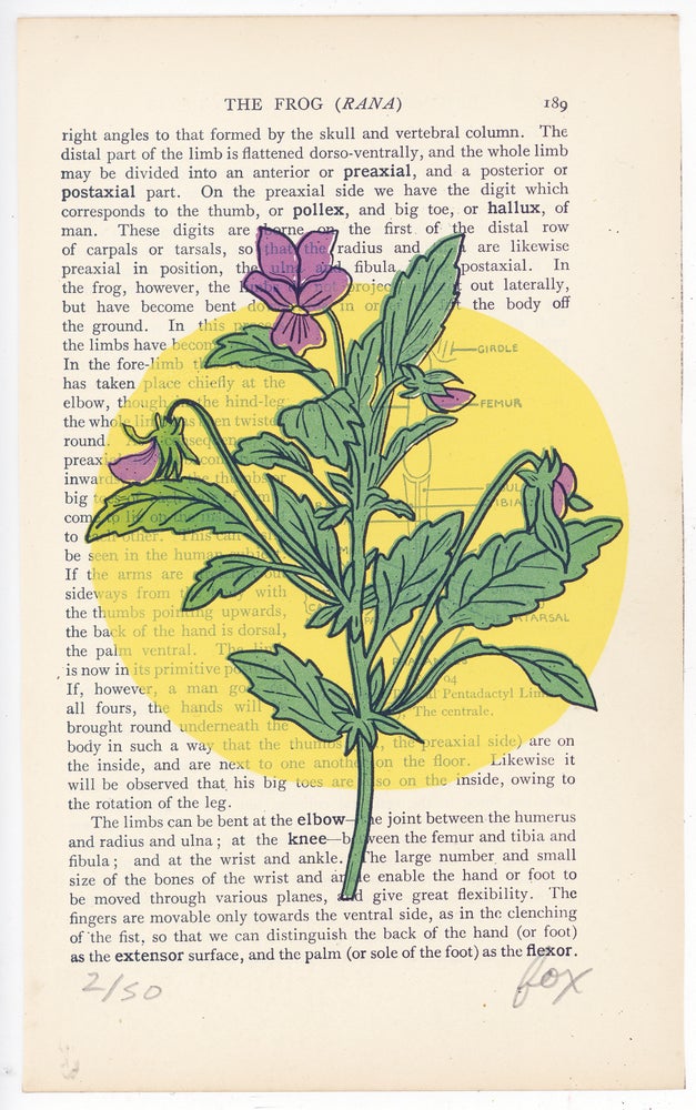 Vitamin F Screen Print